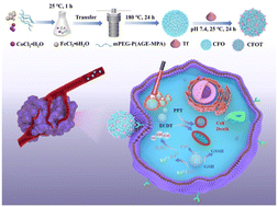 Graphical abstract: All-in-one CoFe2O4@Tf nanoagent with GSH depletion and tumor-targeted ability for mutually enhanced chemodynamic/photothermal synergistic therapy