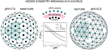 Graphical abstract: Hidden symmetry of the flavivirus protein shell and pH-controlled reconstruction of the viral surface