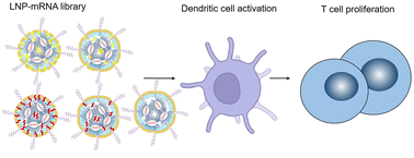 Graphical abstract: Lipid nanoparticle-based mRNA candidates elicit potent T cell responses