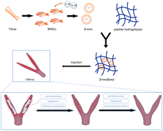 Graphical abstract: An injectable hydrogel scaffold with IL-1β-activated MSC-derived exosomes for the treatment of endometritis