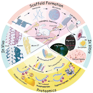 Graphical abstract: Cell-free and cytokine-free self-assembling peptide hydrogel-polycaprolactone composite scaffolds for segmental bone defects