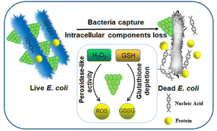 Graphical abstract: Potent intrinsic bactericidal activity of novel copper telluride nano-grape clusters with facile preparation