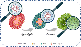 Graphical abstract: Yeast cell templated porous hollow silica spheres for rapid hemostasis accompanied by antibacterial action