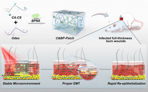 Graphical abstract: A multifunctional black phosphorus-based adhesive patch intrinsically induces partial EMT for effective burn wound healing