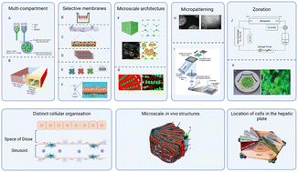 Graphical abstract: The native liver as inspiration to create superior in vitro hepatic models