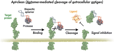 Graphical abstract: Apt-clean: aptamer-mediated cleavage of extracellular antigens for the inhibition of membrane protein functions