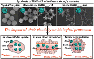 Graphical abstract: Elasticity of mesoporous nanocapsules regulates cellular uptake, blood circulation, and intratumoral distribution