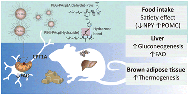 Graphical abstract: Nanomedicine targeting brain lipid metabolism as a feasible approach for controlling the energy balance