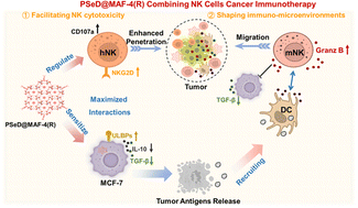 Graphical abstract: Selenadiazole derivative-loaded metal azolate frameworks facilitate NK cell immunotherapy by sensitizing tumor cells and shaping immuno-suppressive microenvironments