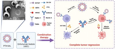 Graphical abstract: A potential platform of combining sialic acid derivative-modified paclitaxel cationic liposomes with antibody–drug conjugates inspires robust tumor-specific immunological memory in solid tumors