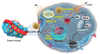 Graphical abstract: cRGD-targeted gold-based nanoparticles overcome EGFR-TKI resistance of NSCLC via low-temperature photothermal therapy combined with sonodynamic therapy