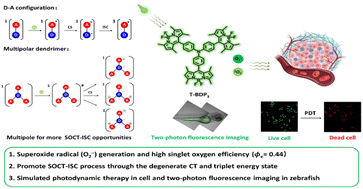 Graphical abstract: Modification of a SOCT-ISC type triphenylamine-BODIPY photosensitizer by a multipolar dendrimer design for photodynamic therapy and two-photon fluorescence imaging