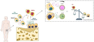 Graphical abstract: Titanium dioxide nanoparticles affect osteoblast-derived exosome cargos and impair osteogenic differentiation of human mesenchymal stem cells