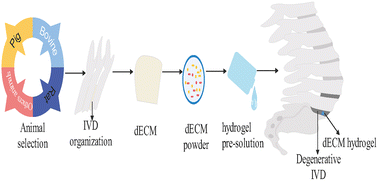Graphical abstract: Research progress in decellularized extracellular matrix hydrogels for intervertebral disc degeneration
