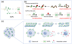 Graphical abstract: A helical oncolytic polypeptide with potent membranolytic activity for cancer therapy
