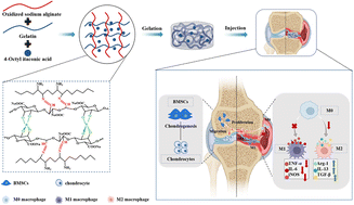 Graphical abstract: Injectable hydrogel loaded with 4-octyl itaconate enhances cartilage regeneration by regulating macrophage polarization