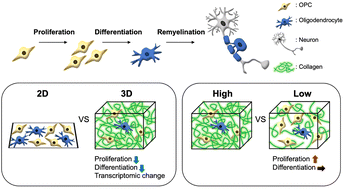 Graphical abstract: Phenotypic and transcriptional characterization of oligodendrocyte precursor cells in a 3D culture