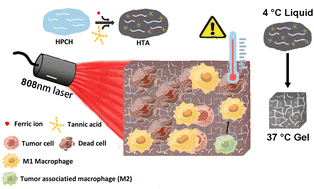 Graphical abstract: Biodegradable photothermal thermosensitive hydrogels treat osteosarcoma by reprogramming macrophages