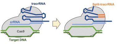 Graphical abstract: Split-tracrRNA as an efficient tracrRNA system with an improved potential of scalability