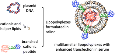 Graphical abstract: Understanding and optimising the transfection of lipopolyplexes formulated in saline: the effects of peptide and serum