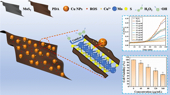 Graphical abstract: MoS2/PDA@Cu composite as a peroxidase-mimicking enzyme with high-effect antibacterial and anticancer activity