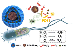 Graphical abstract: A dual-modal ROS generator based on multifunctional PDA–MnO2@Ce6 nanozymes for synergistic chemo-photodynamic antibacterial therapy