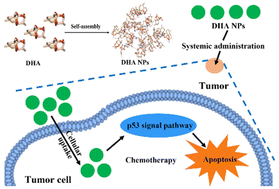 Graphical abstract: Self-assembly and self-delivery of the pure nanodrug dihydroartemisinin for tumor therapy and mechanism analysis