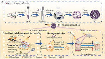 Graphical abstract: TCPP/MgO-loaded PLGA microspheres combining photodynamic antibacterial therapy with PBM-assisted fibroblast activation to treat periodontitis