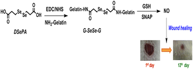 Graphical abstract: 3,3′-Diselenodipropionic acid immobilised gelatin gel: a biomimic catalytic nitric oxide generating material for topical wound healing application