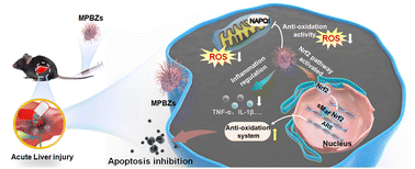 Graphical abstract: Manganese Prussian blue nanozymes with antioxidant capacity prevent acetaminophen-induced acute liver injury