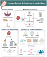 Graphical abstract: Human placenta/umbilical cord derivatives in regenerative medicine – Prospects and challenges