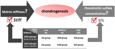 Graphical abstract: The effect of chondroitin sulfate concentration and matrix stiffness on chondrogenic differentiation of mesenchymal stem cells
