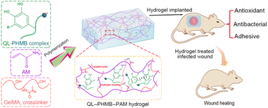 Graphical abstract: Long-term antibacterial, antioxidative, and bioadhesive hydrogel wound dressing for infected wound healing applications