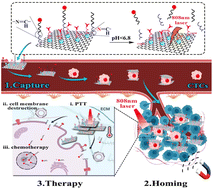 Graphical abstract: Manipulation and elimination of circulating tumor cells using multi-responsive nanosheet for malignant tumor therapy
