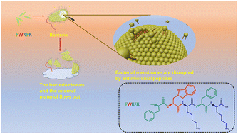 Graphical abstract: Screening of a short chain antimicrobial peptide-FWKFK and its application in wound healing