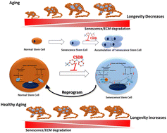 Graphical abstract: Anti-aging biomaterial sturgeon chondroitin sulfate upregulating anti-oxidant and SIRT-1/c-fos gene expression to reprogram stem cell senescence and prolong longevity