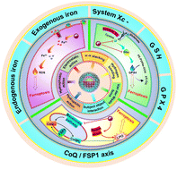 Graphical abstract: Self-assembled nanomaterials for ferroptosis-based cancer theranostics