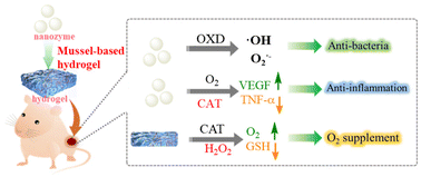 Graphical abstract: A multi-enzyme-like activity exhibiting mussel-inspired nanozyme hydrogel for bacteria-infected wound healing