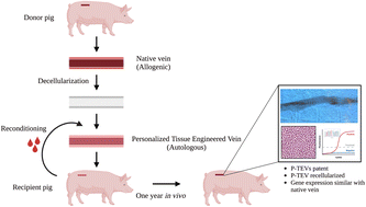 Graphical abstract: Personalized tissue-engineered veins – long term safety, functionality and cellular transcriptome analysis in large animals