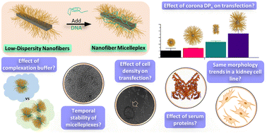 Graphical abstract: Optimization of precision nanofiber micelleplexes for DNA delivery