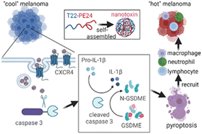 Graphical abstract: A self-assembling CXCR4-targeted pyroptosis nanotoxin for melanoma therapy