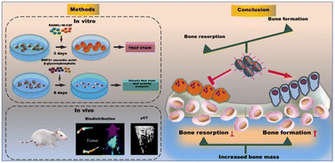 Graphical abstract: Nano-formulations for bone-specific delivery of siRNA for CrkII silencing-induced regulation of bone formation and resorption to maximize therapeutic potential for bone-related diseases