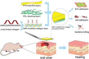 Graphical abstract: Antibacterial, wet adhesive, and healing-promoting nanosheets for the treatment of oral ulcers
