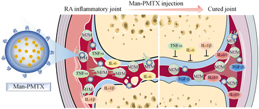 Graphical abstract: Mannose-mediated nanodelivery of methotrexate to macrophages augments rheumatoid arthritis therapy