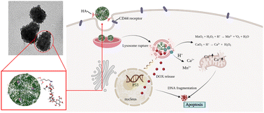 Graphical abstract: SiO2/hyaluronic acid nanoparticles carry CaO2, DOX and p53 plasmid to effectively achieve ion interference/chemical/gene multimodal therapy of lung cancer