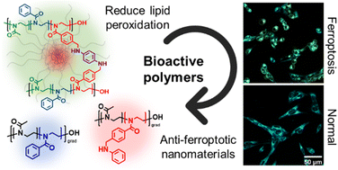 Graphical abstract: Bioactive poly(2-oxazoline)-based nanomaterials bearing arylalkylamine and benzamide motifs possess intrinsic radical trapping and anti-ferroptosis properties
