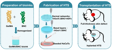 Graphical abstract: 3D bioprinting of heterogeneous tissue-engineered skin containing human dermal fibroblasts and keratinocytes