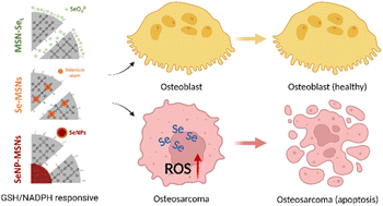 Graphical abstract: Selenium-incorporated mesoporous silica nanoparticles for osteosarcoma therapy