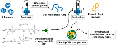 Graphical abstract: Hybrid nanoparticles with cell membrane and dexamethasone-conjugated polymer for gene delivery into the lungs as therapy for acute lung injury