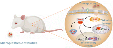 Graphical abstract: Microplastic-contaminated antibiotics as an emerging threat to mammalian liver: enhanced oxidative and inflammatory damages